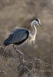 Great Blue Heron (Ardea herodias) perched on bush, Laguna Madre, Texas