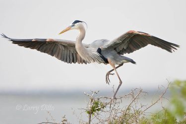 Great Blue Heron landing, Laguna Madre, Texas