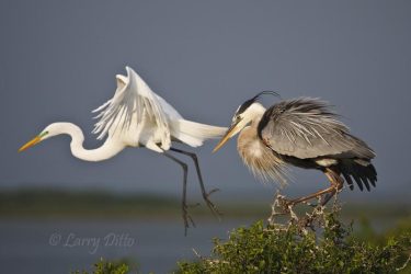 Great Egret and Great Blue Heron on nesting island in Laguna Madre, Texas