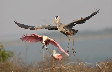 Great Blue Heron and Roseate Spoonbills, Laguna Madre, Texas