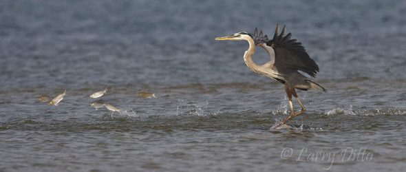 Great Blue Heron chasing mullet in the Laguna Madre at South Padre Island, Texas