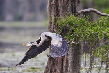 Great Blue Heron (Ardea herodias) in cypress swamp, east Texas