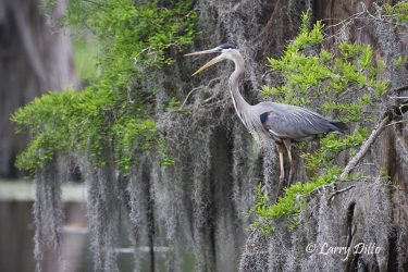 Great Blue Heron (Ardea herodias) vocalizing before it flies from cypress tree in Caddo Lake, Texas