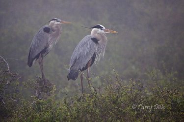 Great Blue Herons (Ardea herodias) at nesting colony, s. Texas