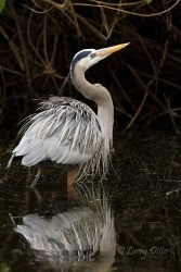 Great Blue Heron wading
