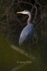Great Blue Heron perched in trees on Paradise Pond in Port Aransas, Texas