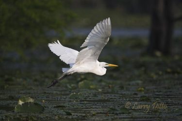 Great Egret in flight, Caddo Lake, Texas
