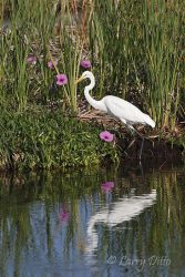 Great Egret and morning glories, South Padre Island World Birding Center