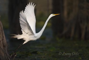 Great Egret in flight, Caddo Lake, Texas