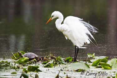 Great Egret and Red-eared Turtle, Caddo Lake, Texas