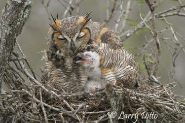 Great Horned Owl (Bubo virginianus) brooding young, s. Texas