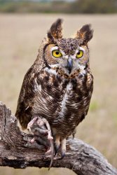 Great Horned Owl with rat, Block Creek Natural Area, Texas hill country