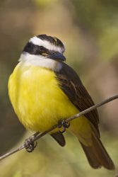 Great Kiskadee (Pitangus sulphuratus), south Texas