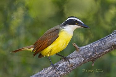 Great Kiskadee, Salineno, Texas