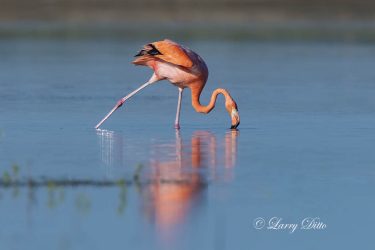 Greater Flamingo feeding
