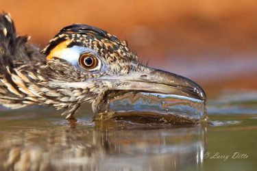 Roadrunner (Geococcyx californianus) drinking, s. Texas