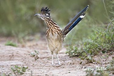 Greater Roadrunner (Geococcyx californianus) coming to water in late afternoon, s. Texas