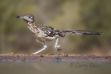 Greater Roadrunner