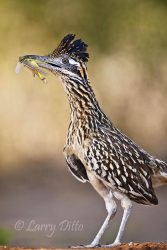 Greater Roadrunner (Geococcyx californianus) hunting grasshoppers, Texas