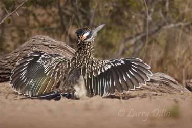 Greater Roadrunner