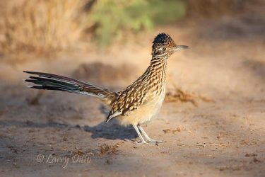 Roadrunner, Martin Ranch