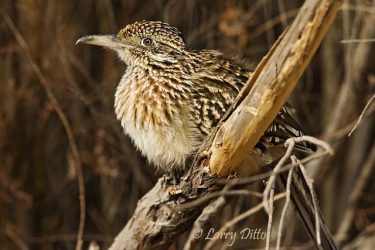 Greater Roadrunner (Geococcyx californianus) sunning, New Mexico, winter