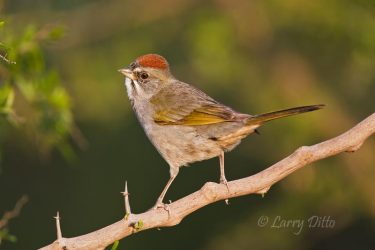 Green-tailed Towhee in winter, south Texas