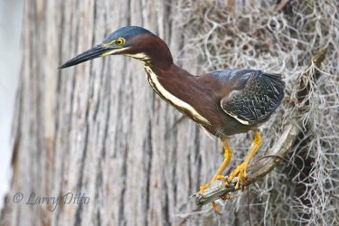 Green Heron (Butorides virescens) perched in cypress tree, Caddo Lake, Texas