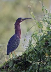 Green Heron at La Joya Lake, Texas