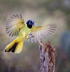 Green Jay (Cyanocorax yncas) landing on post
