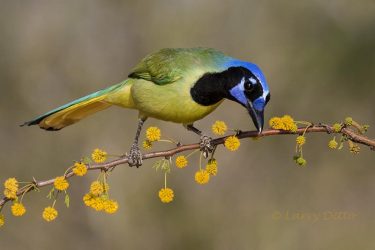 Green Jay on huisachillo limb in bloom, s. Texas