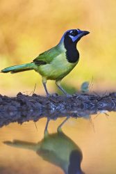 green jay