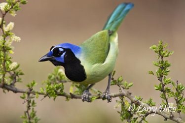 Green Jay (Cyanocorax yncas) on blooming black brush, March, south Texas