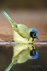 Green Jay bathing
