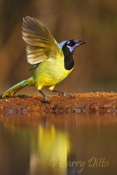 Green Jay (Cyanocorax yncas) flying from s. Texas ranch pond, winter