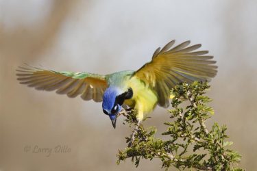 Green Jay (Cyanocorax yncas) landing in ebony tree, south Texas.