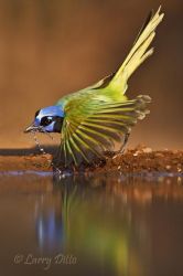 Green Jay (Cyanocorax yncas) frightened away from pond while drinking, sunset in south Texas, spring