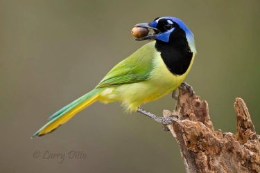 Green Jay with acorn