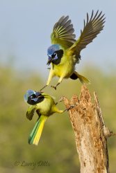 Green Jays fighting