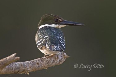 Green Kingfisher (Chloroceryle americana) on hunting perch