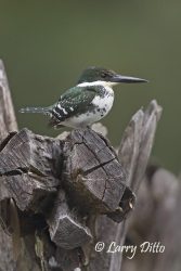 Green Kingfisher (Chloroceryle americana) female perched on fence post by stream