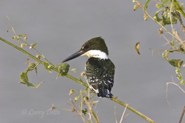 Green Kingfisher on perch