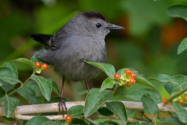 Gray Catbird in fiddlewood