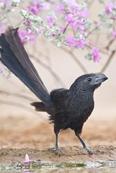 Groove-billed Ani at ranch pond