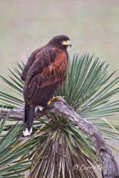 Harris's Hawk perched beside yucca