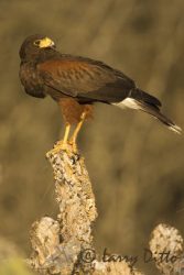 Harris's Hawk perched on yucca bloom