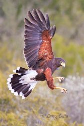 Harris's Hawk landing, Santa Clara Ranch, Texas