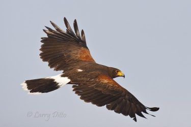 Harris's Hawk in flight