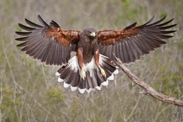 Harris's Hawk landing