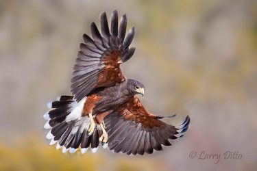 Harris's Hawk landing